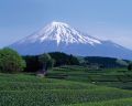 Fuji shizuoka.jpg