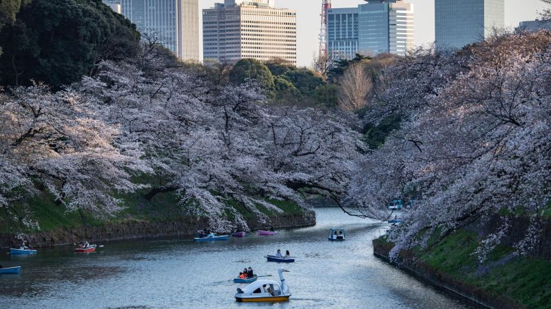 קובץ:Sakura tokyo.jpg