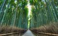 Arashiyama-bamboo-forest.jpg
