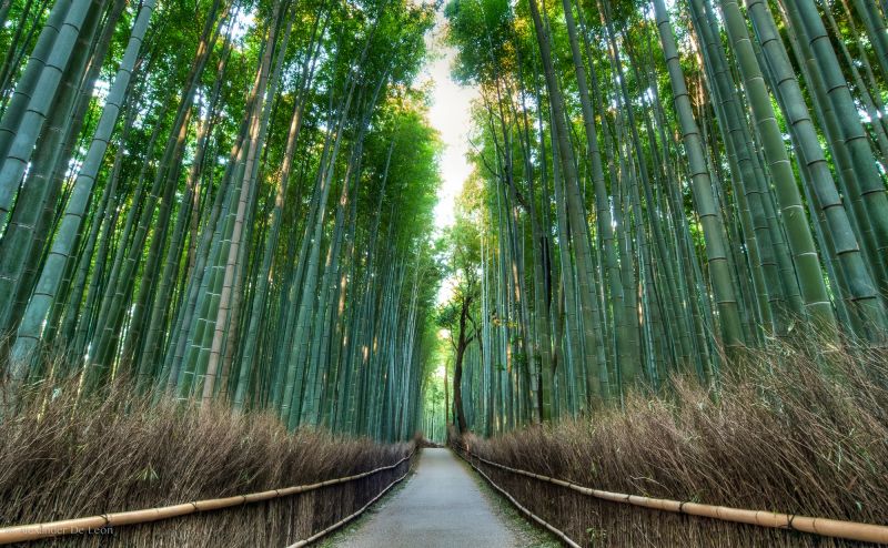 קובץ:Arashiyama-bamboo-forest.jpg