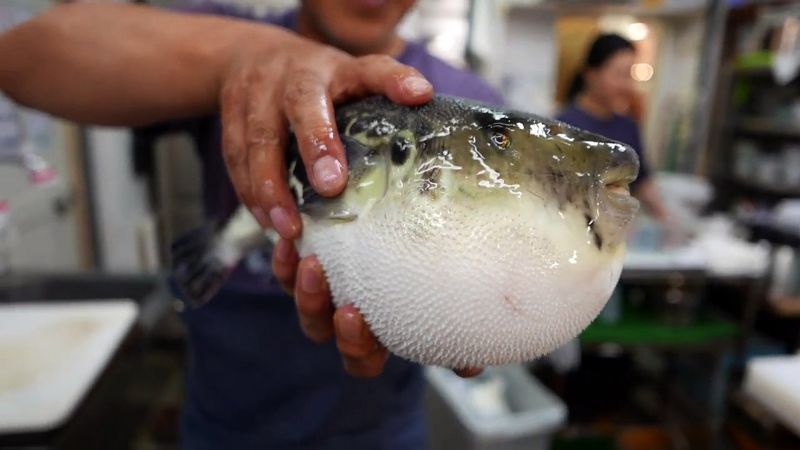 קובץ:Fugu fish.jpg