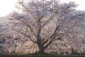 Prunus yedoensis Tambasasayama.jpg.jpg