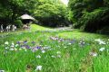 Iris garden meiji.jpg