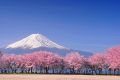 Fuji-and-sakura-royalty-free-image-144483163-1562593125.jpg
