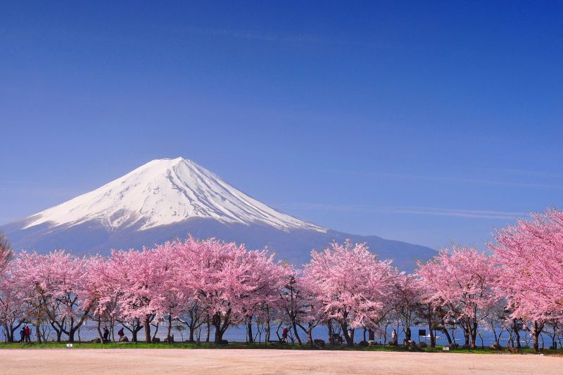 קובץ:Fuji-and-sakura-royalty-free-image-144483163-1562593125.jpg