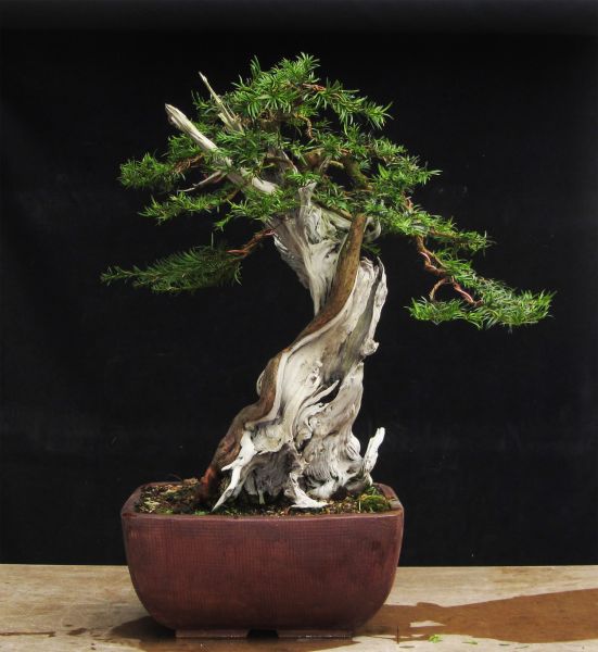 קובץ:Tall-yew-bonsai.jpg