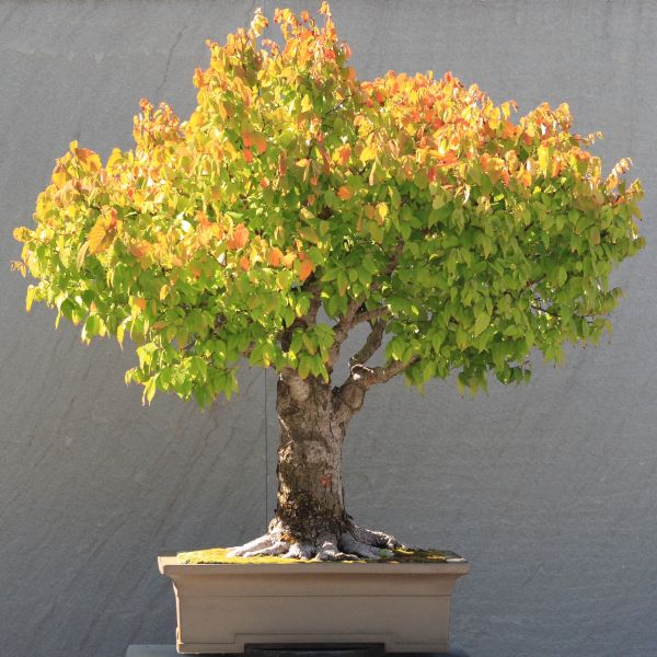 קובץ:Japanese Zelkova bonsai 130yo.jpg