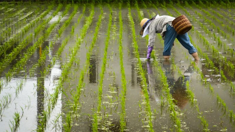 קובץ:Planting rice.jpg